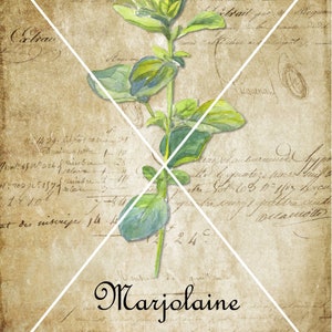 May include: A watercolor illustration of marjoram, a type of herb, on a vintage background with handwritten text. The text includes the words "Marjolaine" and "Marjoram".