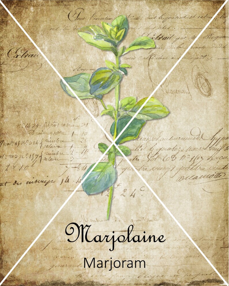 May include: A watercolor illustration of marjoram, a type of herb, on a vintage background with handwritten text. The text includes the words "Marjolaine" and "Marjoram".
