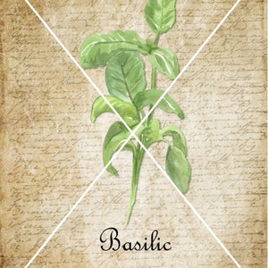 May include: A watercolor illustration of a sprig of green basil on a vintage background with the text "Basil" and "Basilic" written below.