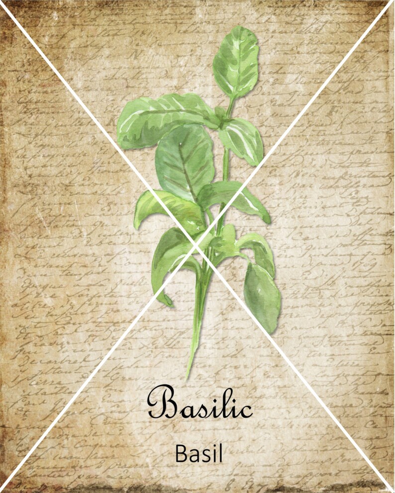 May include: A watercolor illustration of a sprig of green basil on a vintage background with the text "Basil" and "Basilic" written below.