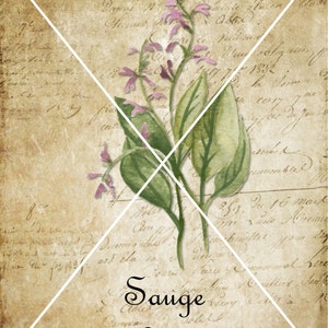 May include: A vintage botanical illustration of sage with purple flowers and green leaves on a background of old, handwritten text. The text includes the words "Sauge" and "Sage".