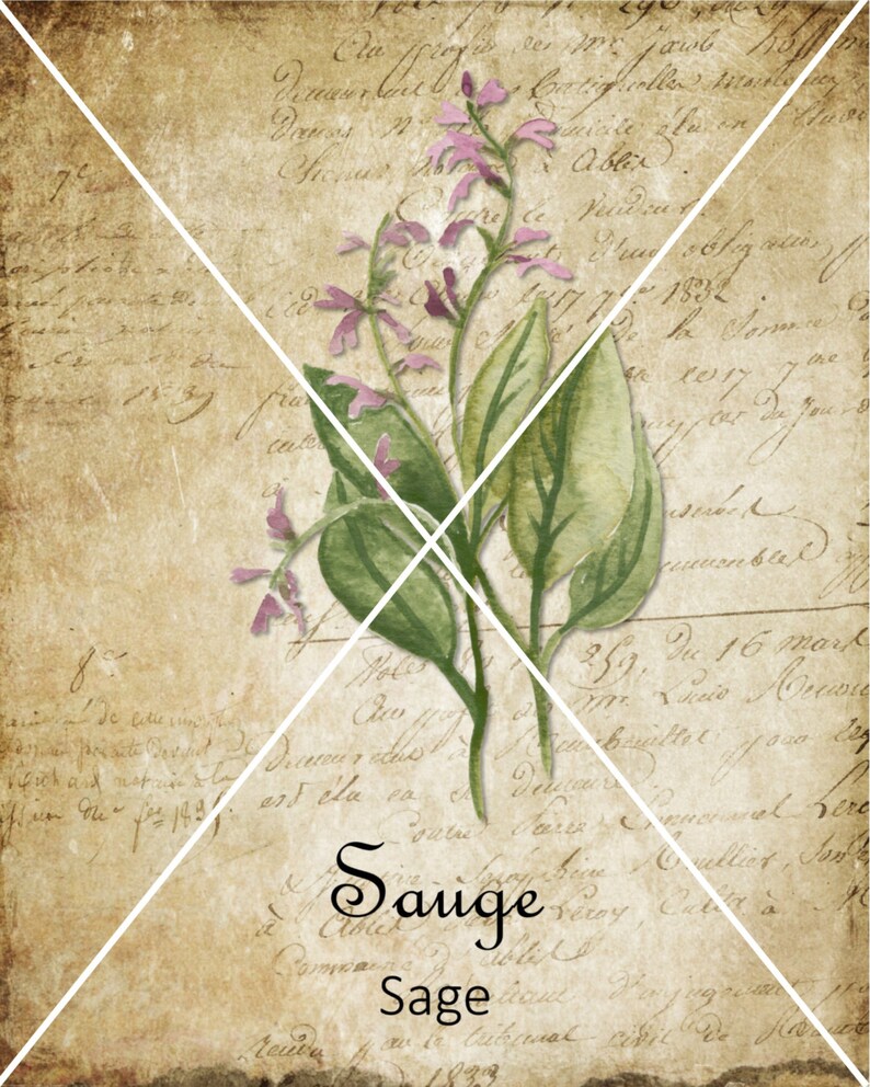 May include: A vintage botanical illustration of sage with purple flowers and green leaves on a background of old, handwritten text. The text includes the words "Sauge" and "Sage".