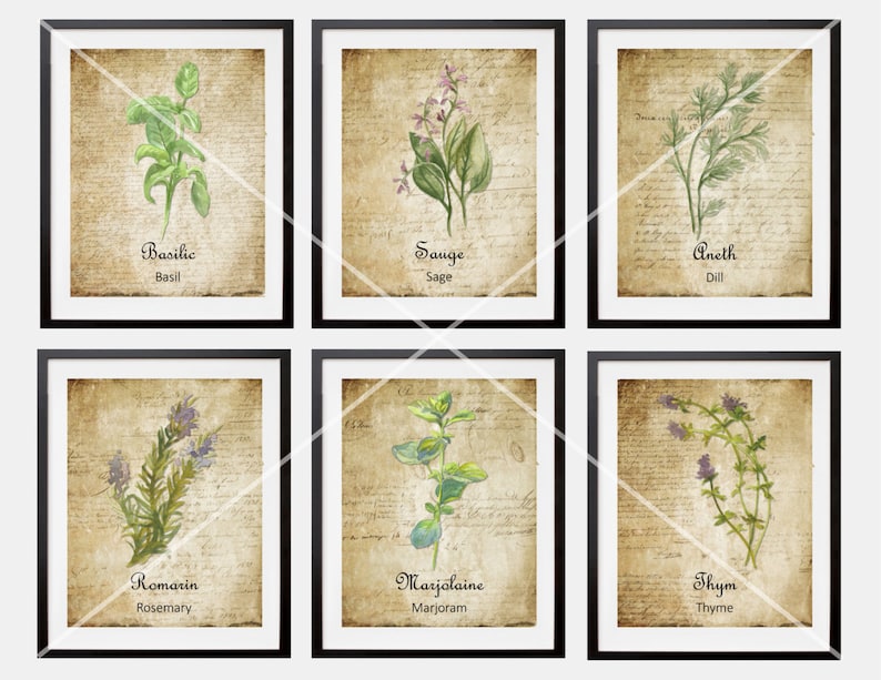 6 French Country Herbes de Provence Watercolor Herb Botanicals Etsy