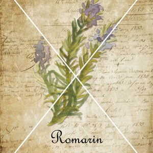 May include: A vintage botanical illustration of rosemary, with the text "Romarin" and "Rosemary" written below the image. The image is on a background of old, faded paper with handwritten text.