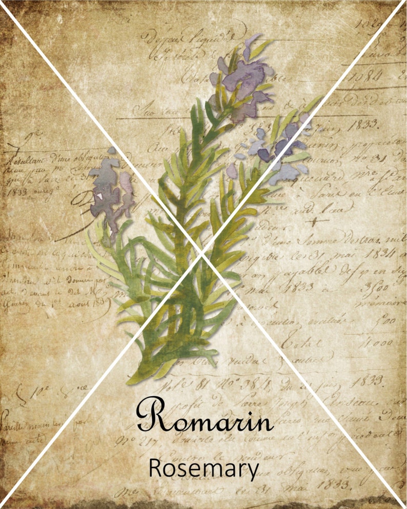 May include: A vintage botanical illustration of rosemary, with the text "Romarin" and "Rosemary" written below the image. The image is on a background of old, faded paper with handwritten text.