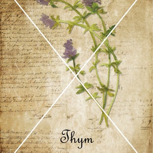 May include: A vintage botanical illustration of thyme, a common herb, on a textured, aged paper background. The image features a sprig of thyme with delicate purple flowers and green leaves. The text "Thym" and "Thyme" is written in cursive script below the illustration.