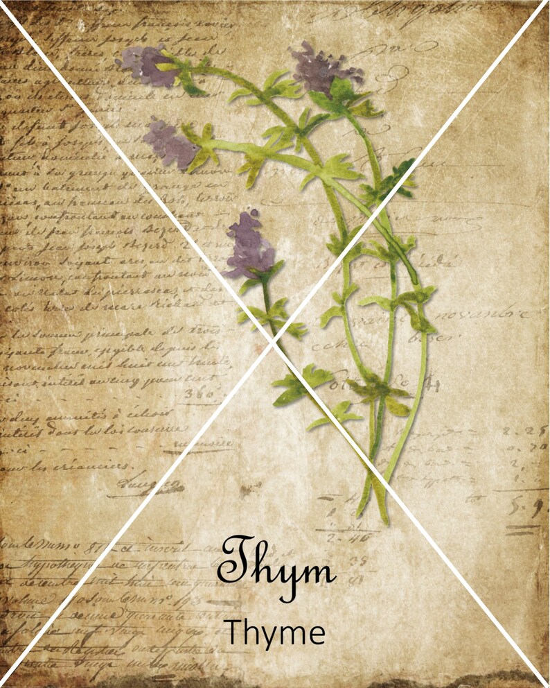 May include: A vintage botanical illustration of thyme, a common herb, on a textured, aged paper background. The image features a sprig of thyme with delicate purple flowers and green leaves. The text "Thym" and "Thyme" is written in cursive script below the illustration.