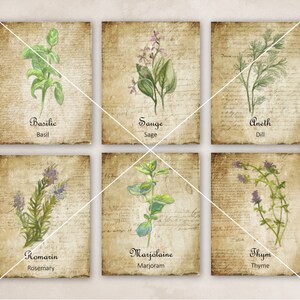 May include: Six vintage-style illustrations of herbs, each with a watercolor-like style and a handwritten name in French and English. The herbs are Basil, Sage, Dill, Rosemary, Marjoram, and Thyme.