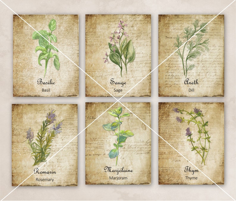 May include: Six vintage-style illustrations of herbs, each with a watercolor-like style and a handwritten name in French and English. The herbs are Basil, Sage, Dill, Rosemary, Marjoram, and Thyme.