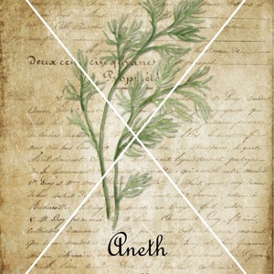 May include: A vintage style image with a sprig of dill and the words "Aneth Dill" written in cursive script on a background of old, handwritten text.