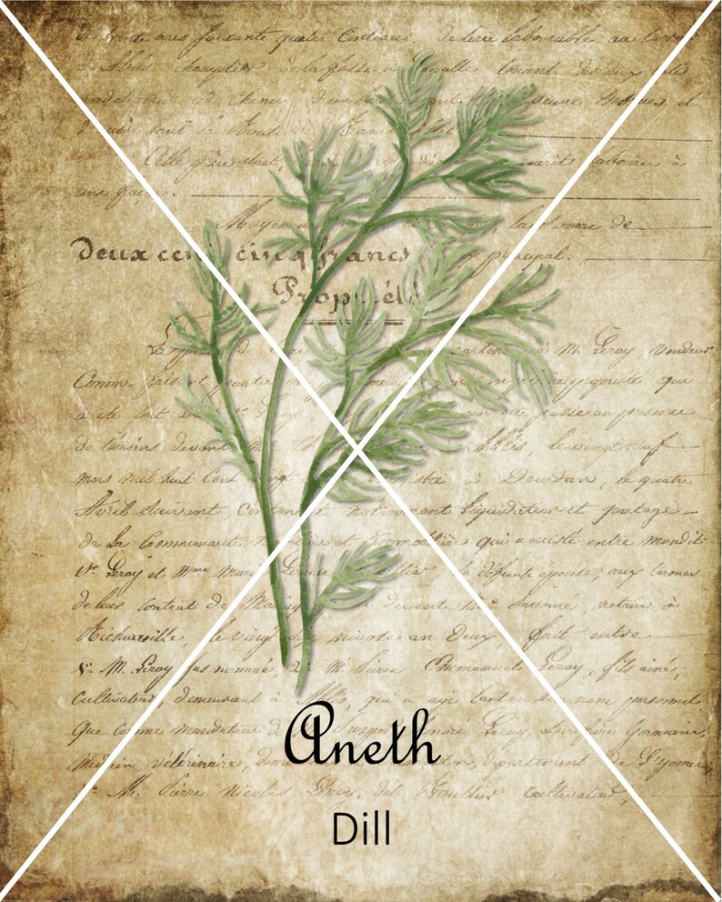 May include: A vintage style image with a sprig of dill and the words "Aneth Dill" written in cursive script on a background of old, handwritten text.