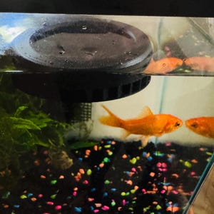 May include: A glass aquarium containing orange goldfish swimming near a black circular floating filter. The tank floor is covered with black gravel and small, multicolored pebbles, with green aquatic plants visible on the left side.