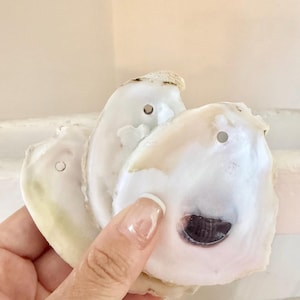 Könnte beinhalten: Drei natürliche Austernschalen mit glatten, schillernden weißen Innenseiten und einem einzelnen gebohrten Loch am oberen Rand. Jede Schale hat eine einzigartige, organische Form mit subtilen Farbvariationen in Creme und dunklem Violett.