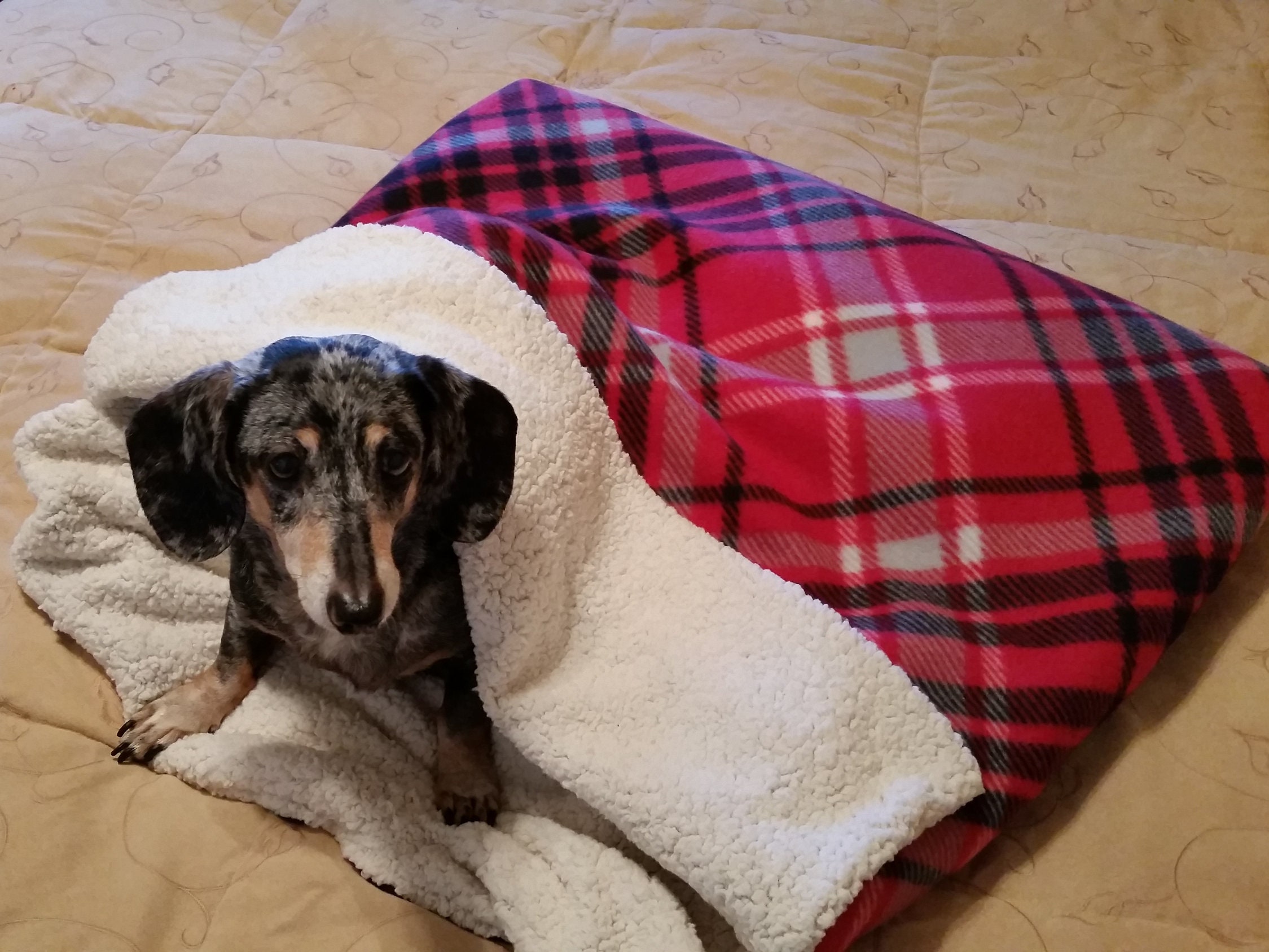 dachshund snuggle bag pattern