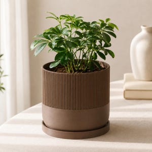 May include: A Schefflera plant with glossy green leaves potted in a cylindrical brown planter. The planter features a vertical ribbed texture on the upper half and a smooth, solid base, resting on a matching circular saucer for drainage.