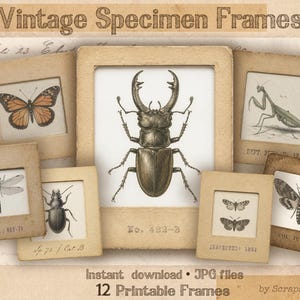 May include: Vintage specimen frames featuring insect and butterfly illustrations. The collection includes a variety of framed insect prints, including a stag beetle, butterfly, dragonfly, and moth. The text "Vintage Specimen Frames" is at the top.