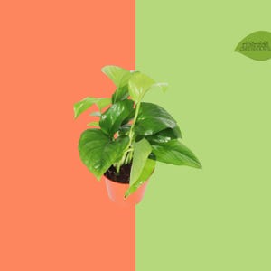 Pothos Devils Ivy Queen 4" Live Houseplant | Epipremnum Aureum | Easy Care Vining Indoor Plant from Riverside Greenhouses