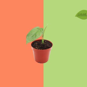 May include: A small green plant with a single pointed leaf growing in a terracotta-colored plastic pot filled with dark potting soil. The upper right corner features a green leaf-shaped logo with the text Riverside Greenhouses printed on it.