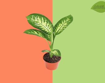 Dieffenbachia Compacta 4 "Lebende Zimmerpflanze | Dumb Cane | Pflegeleichte tropische Zimmerpflanze von Riverside Greenhouses