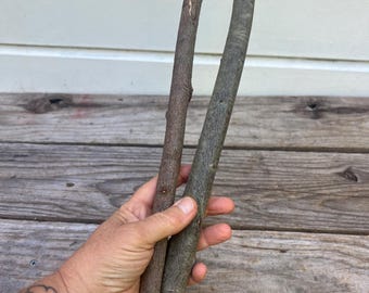 May include: Two natural wooden sticks, one light brown and one gray-green, held in a hand. The sticks have a rough texture and varying diameters. The background is a weathered wooden surface.