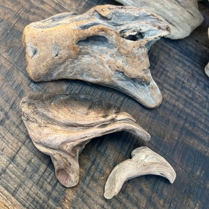 California Coast driftwood pieces, curved driftwood, tank decor, unique driftwood,  craft wood, ocean wood,  lizard wood#40