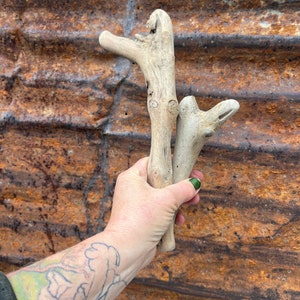 May include: Two pieces of driftwood, one with a branch off to the side, held in a hand with green nail polish against a rusty metal background.