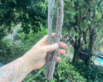 Two  Toyon Holly wood sticks , Holly wood, wand wood, craft wood, holly stick, spiritual wood, sacred wood stick, hw3