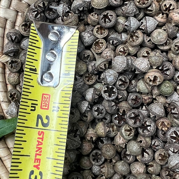100 small Eucalyptus pods, 2 ounces seed pods