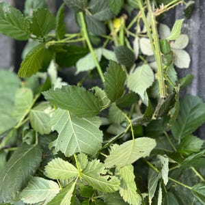 Blackberry leaves, 8 ounces bramble leaves and stems, fresh insect food, fresh blackberry leaves and stems, pet food