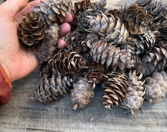 50 Douglas Fir pine cones ,nature crafting,