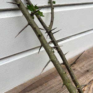枝分かれしたとげの枝、とげの枝、枝のとげ、木のとげ、愛の木、とげのある棒