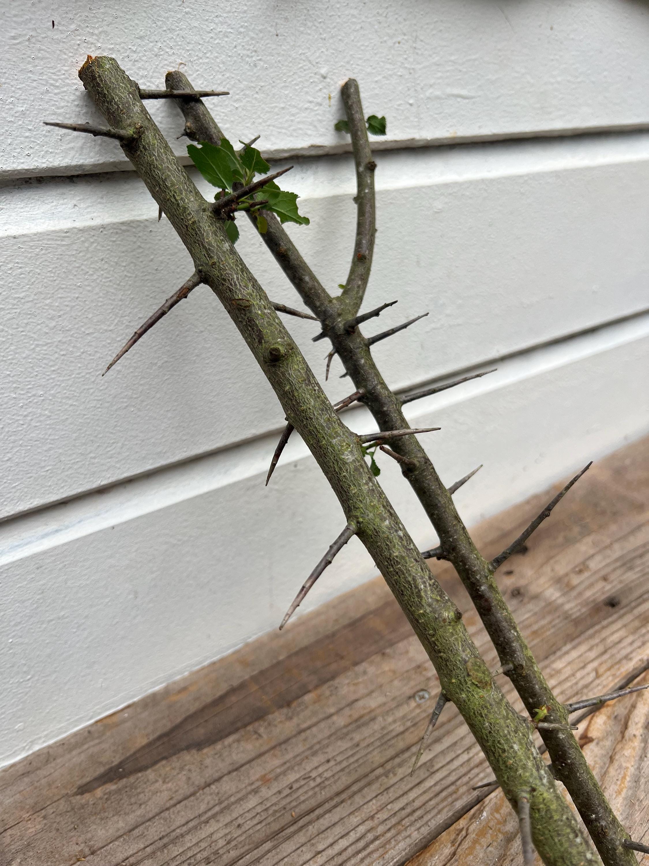 枝分かれしたとげの枝、とげの枝、枝のとげ、木のとげ、愛の木、とげの