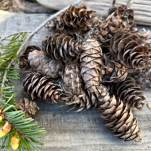 50 Douglas Fir pine cones ,nature crafting,