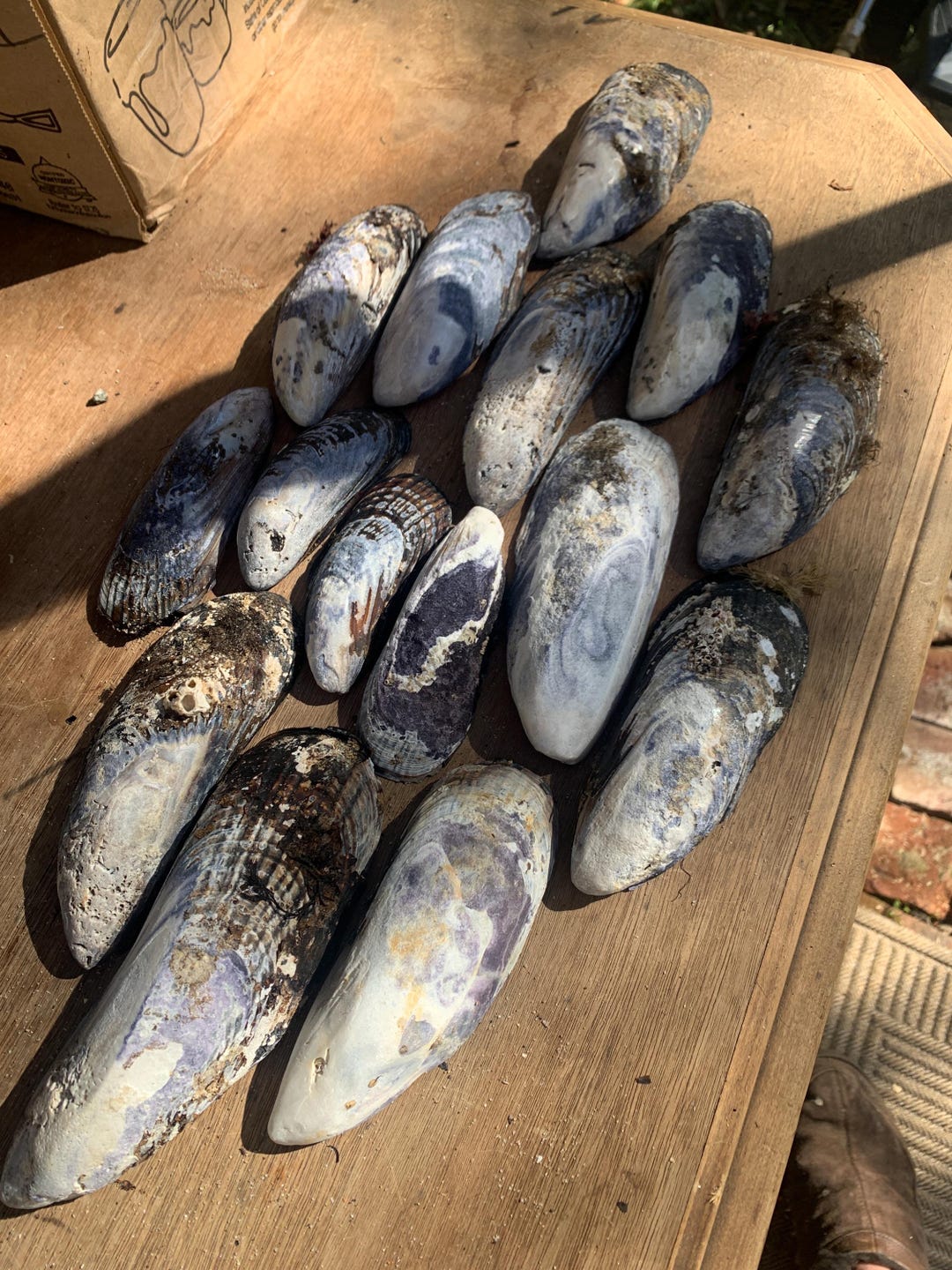 Musil Shell 50 Mussel Shells - Etsy