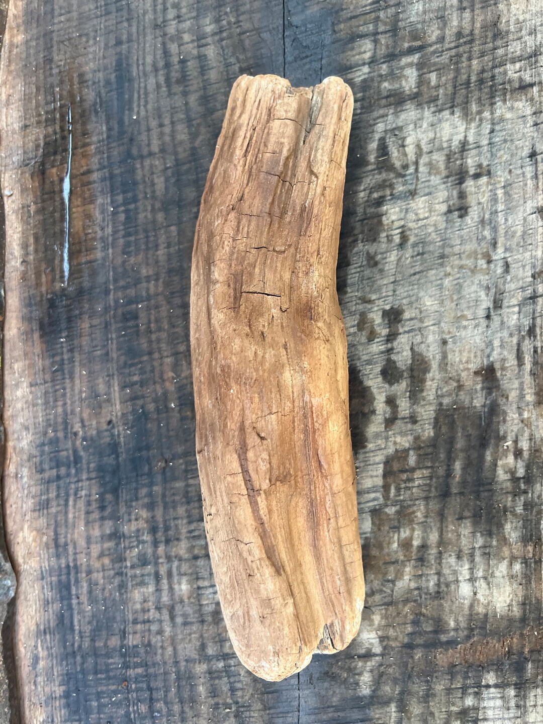 Tank Driftwood Lizard Driftwood Terrarium Wood Curved Etsy