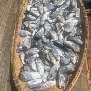 10 shells,Mussel Shells, California Mussel shells, Pacific Ocean Mussel Sea Shells