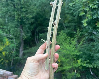 Long thick Blackberry sticks, black berry bramble  stems, blackberry wand wood