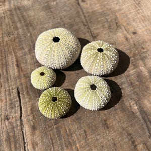 Sea Urchin family, variety of sizes ranging from 1”- 2”