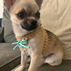 Puede incluir: Un perro Chihuahua pequeño, de color marrón claro, con un arnés de macramé beige y turquesa. El arnés tiene un diseño tejido con un lazo turquesa. El perro está sentado en un sofá gris.