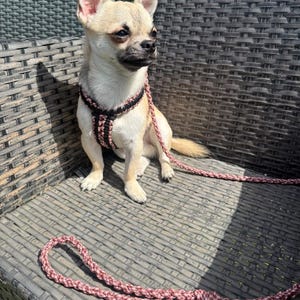 Arnés para perros de paracord hecho a mano / Arnés trenzado negro rosa empolvado