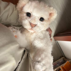 May include: A plush toy resembling a white lion cub with soft, textured fur, round ears, a small pink nose, and dark, glossy eyes. The stuffed animal has a realistic facial structure and light-colored paws, capturing the appearance of a young feline.