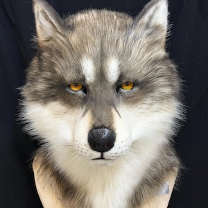 Può includere: Una maschera realistica a testa di lupo con pelliccia sintetica grigia, bianca e marrone, occhi color ambra penetranti e naso nero. La maschera è montata su una base a testa di manichino beige con la scritta "Yemusix" in giallo sul davanti.