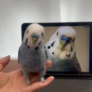 Puede incluir: Una peque&ntilde;a figura realista de periquito hecha con fieltro de aguja, con cabeza blanca, pecho azul claro y marcas grises y negras en las alas. El p&aacute;jaro tiene un pico claro y una cera azul, reflejando la imagen de un periquito en una tableta.