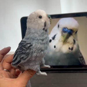 Puede incluir: Una peque&ntilde;a figura de periquito de lana fieltrada realista con cabeza blanca, cuerpo gris y azul y marcas negras en las alas. El p&aacute;jaro tiene un peque&ntilde;o pico verde azulado y est&aacute; colocado frente a una pantalla que muestra una foto de un ave.