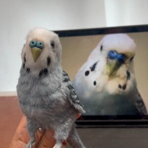 Pájaro mascota personalizado, periquito o cotorra personalizado, réplica de pájaro hecha a mano a partir de una foto, regalo conmemorativo de pájaro mascota (limpiapipas) imagen 3