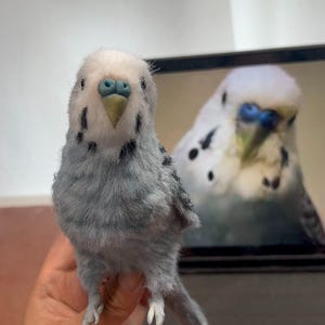 Pájaro mascota personalizado, periquito o cotorra personalizado, réplica de pájaro hecha a mano a partir de una foto, regalo conmemorativo de pájaro mascota (limpiapipas) imagen 8