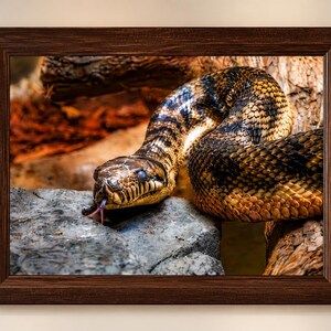 Silent Sentinel – Fine Art Wildlife Snake Photography Print | Nature Wall Art | Reptile Photography | Wildlife Lover Gift | 8.5x11 with Mat