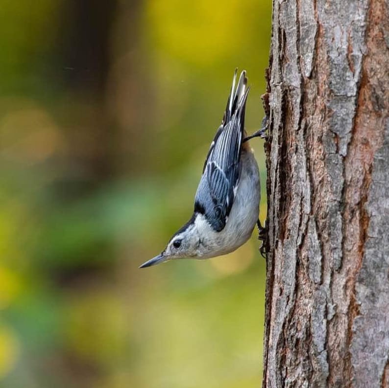 PVC post mount bird house for Nuthatch and small birds. All season all PVC, EZ clean, assembled, pvc post cap alternative Buffalo made image 3