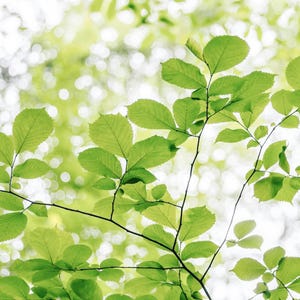 May include: A low-angle shot of tree branches with bright green leaves against a blurred, light-colored background. The leaves are various sizes and shapes, with visible veins. The branches are dark brown.