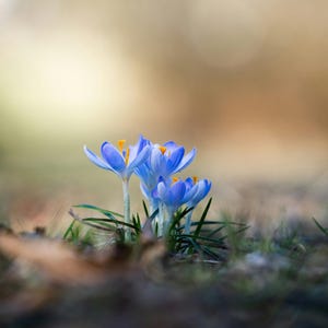 May include: A close-up of three blue crocus flowers with yellow centers, emerging from the ground. The flowers are in focus, with a blurred background of green and brown tones. The image captures the delicate beauty of spring.